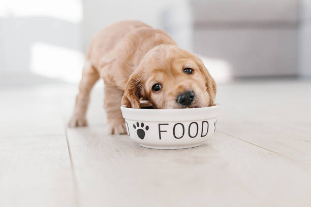 Black Gold Dog Food