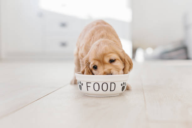 Black Gold Dog Food