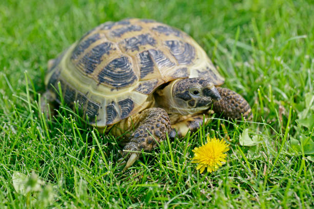 Russian Tortoise Food