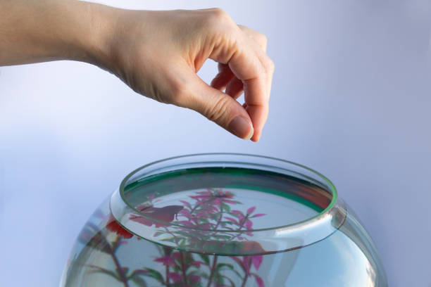 Fish Food Flakes