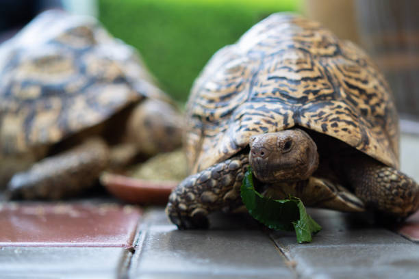 Russian Tortoise Food