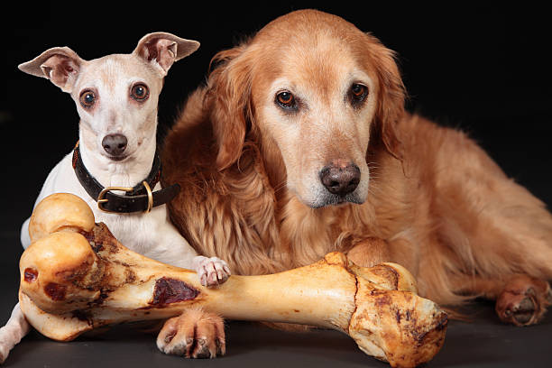 Italian Greyhound Food