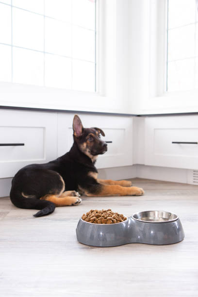 Black Gold Dog Food