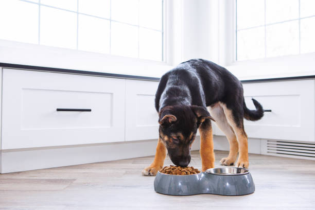 Black Gold Dog Food