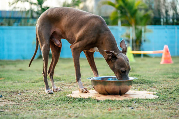 Italian Greyhound Food