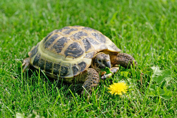 Russian Tortoise Food