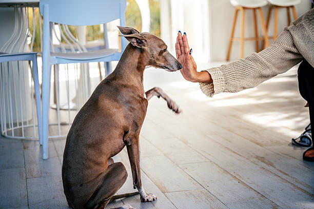 Italian Greyhound Food