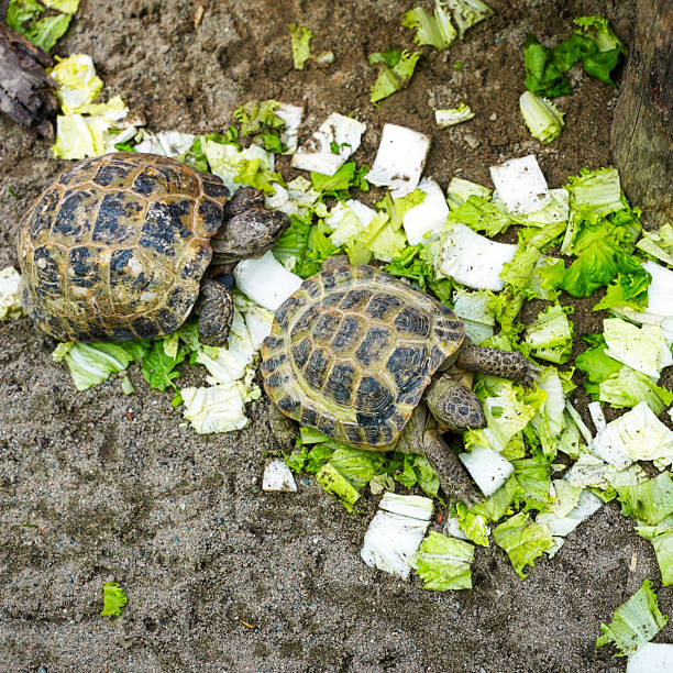 Russian Tortoise Food