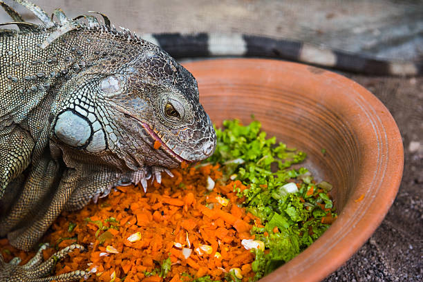 Iguana Food